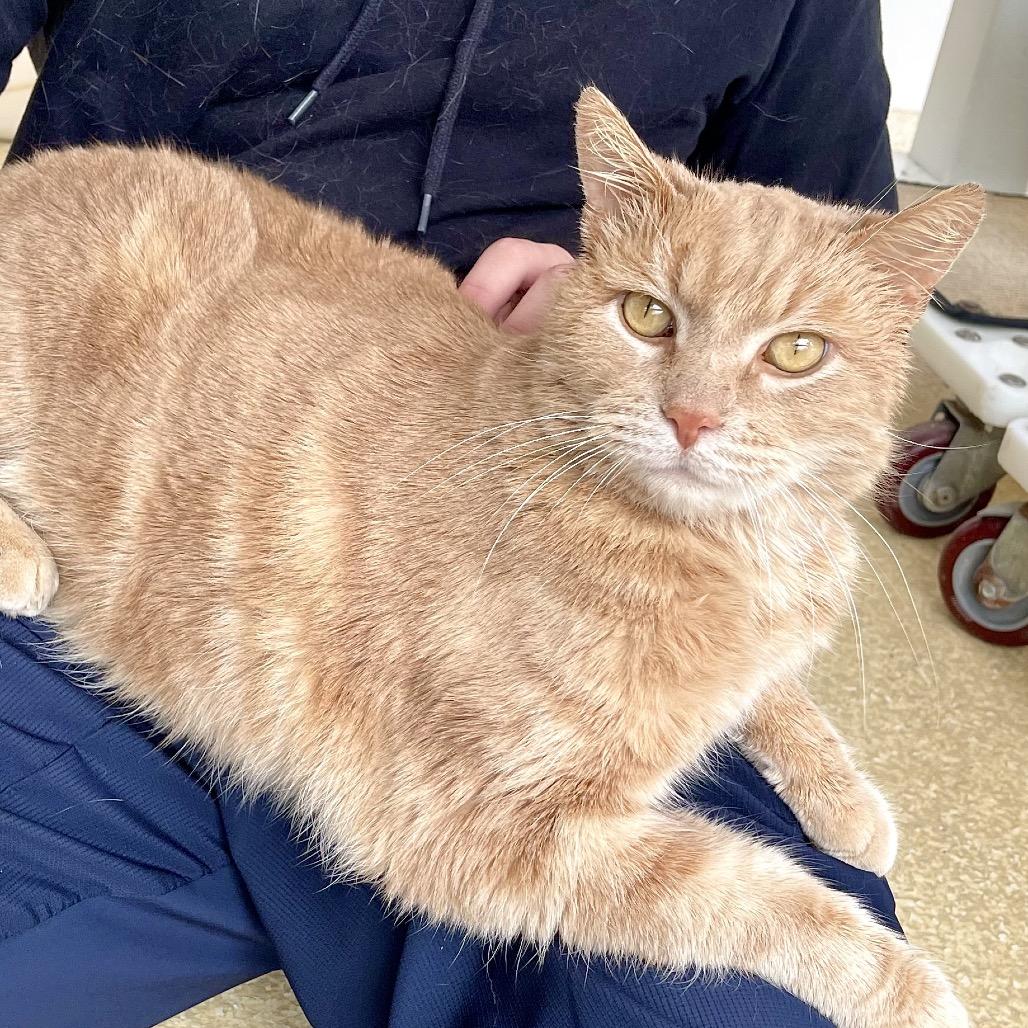 Macaroni — thumbnail 6