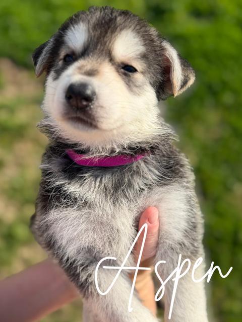 Aspen, adopted, Puppy Female Siberian Husky & German Shepherd Dog.