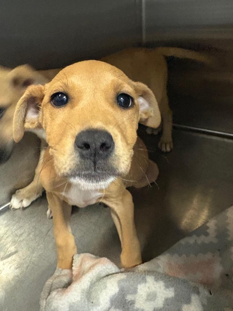 Enlarge Lucinda, a Adoptable Mixed Breed in Henderson, NC image 1/1