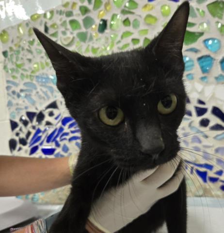 WATERMELON, Adoptable, Young Female Domestic Short Hair.