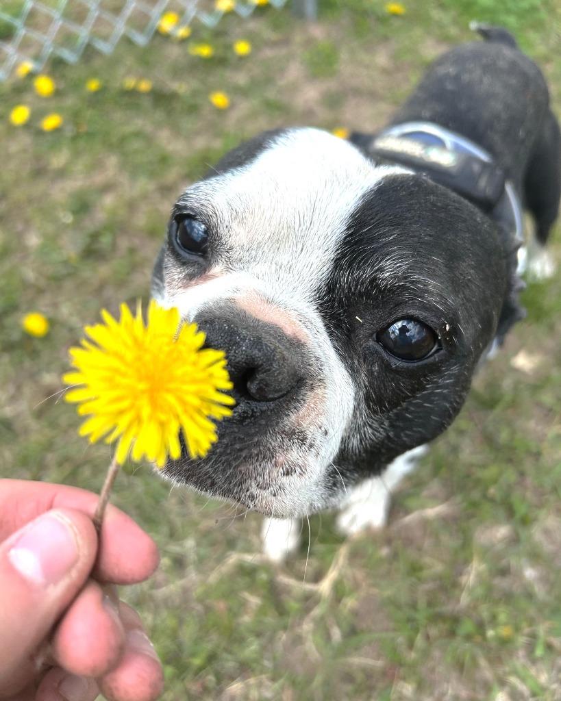 Edmund, Adoptable, Senior Male Boston Terrier.