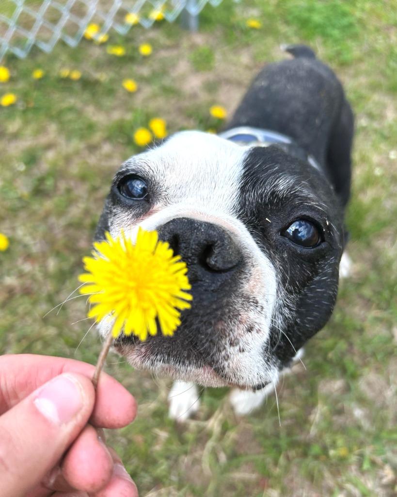 Enlarge Edmund, a Adoptable Boston Terrier in Spooner, WI image 2/3
