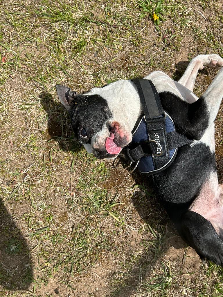 Enlarge Edmund, a Adoptable Boston Terrier in Spooner, WI image 3/3