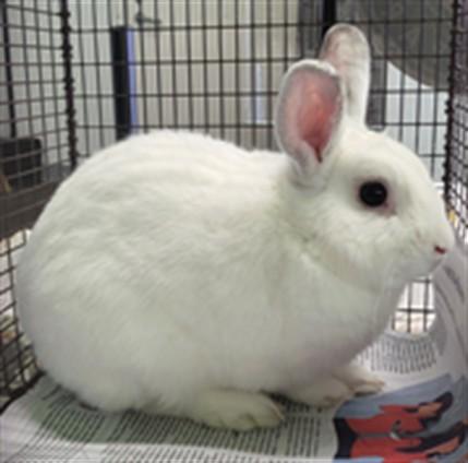 Enlarge BOOMERANG, a Adoptable Bunny Rabbit in Los Angeles, CA image 3/3
