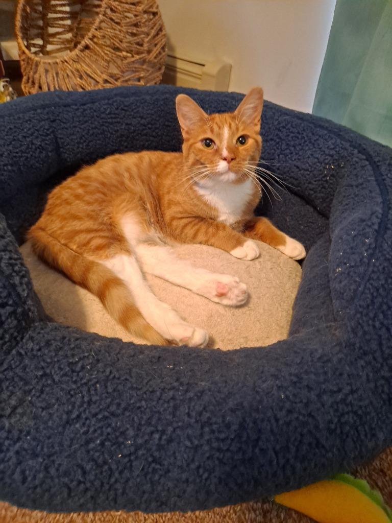 Beans, a Adopted mixed breed in Brainardsville, NY image 1/5