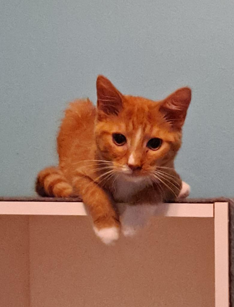 Beans, a Adopted mixed breed in Brainardsville, NY image 2/5