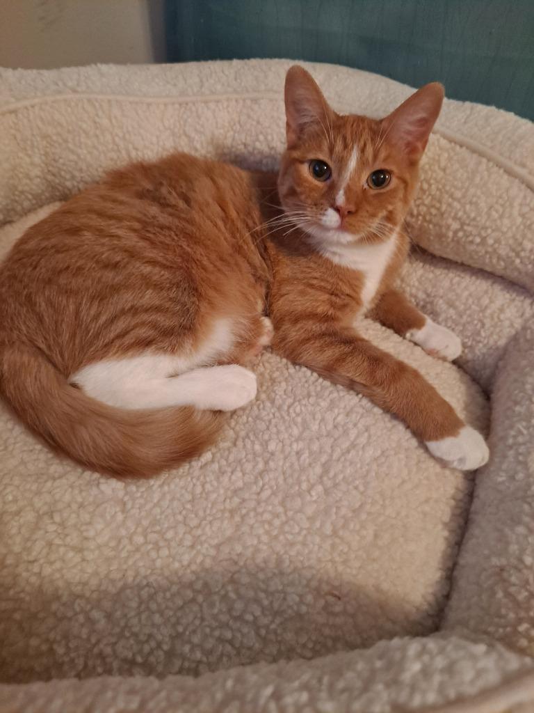 Beans, a Adopted mixed breed in Brainardsville, NY image 3/5