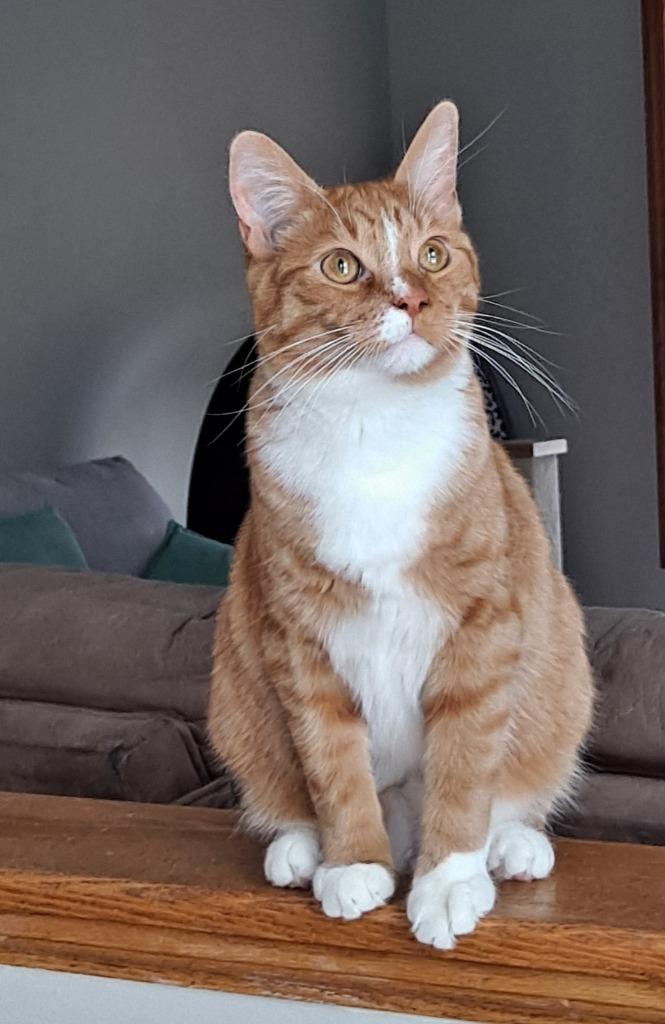 Beans, a Adopted mixed breed in Brainardsville, NY image 4/5