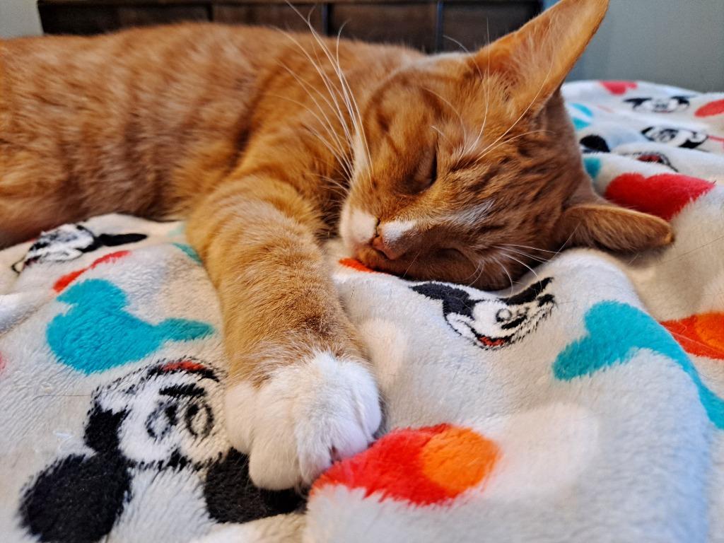 Beans, a Adopted mixed breed in Brainardsville, NY image 5/5