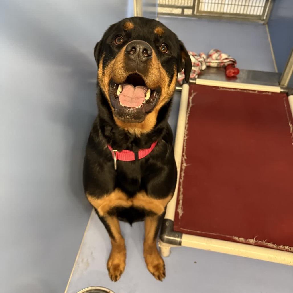 Enlarge Silber (Bear), a Adoptable Rottweiler in Norfolk, NE image 1/1