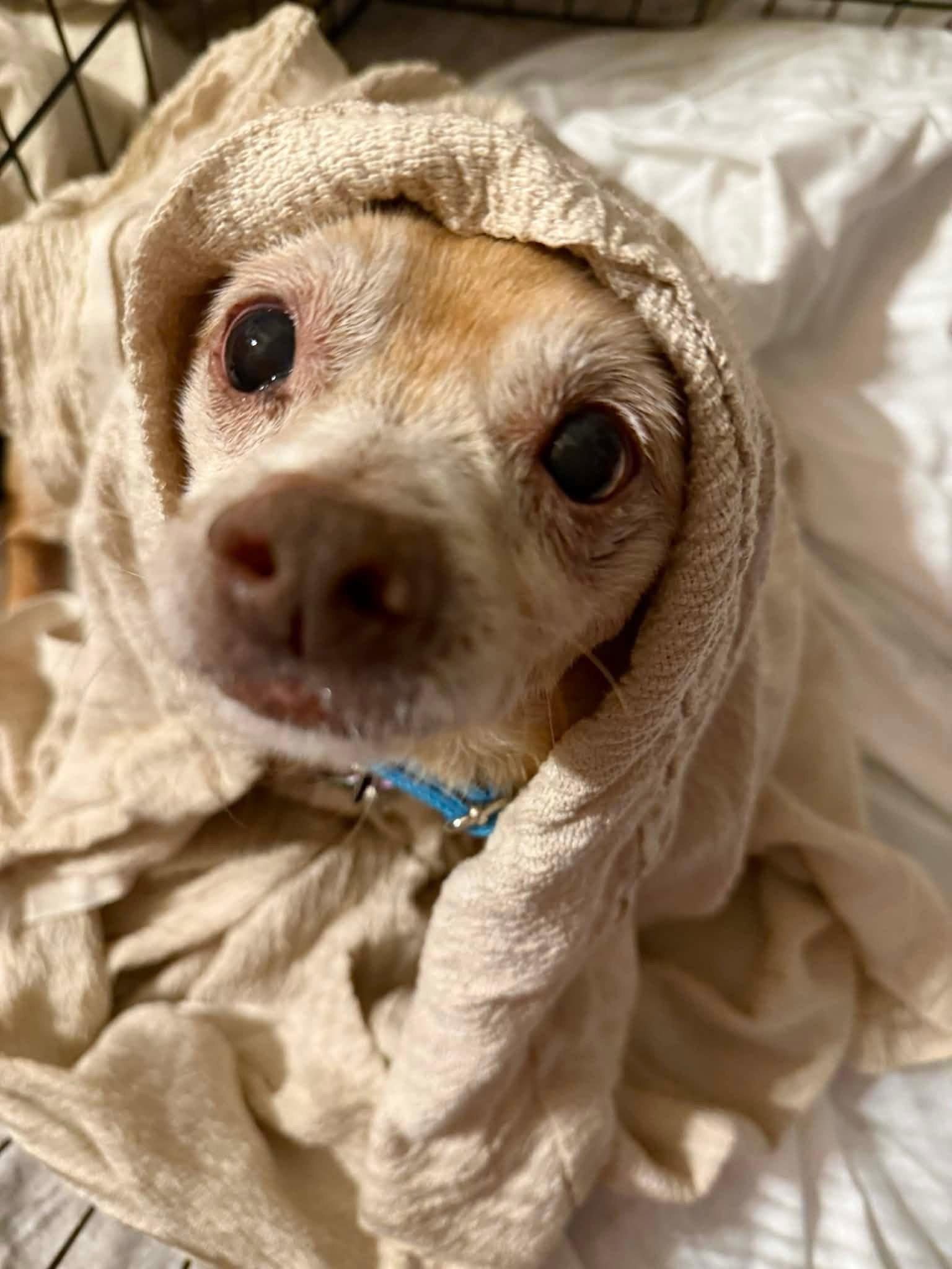 Toby, Adoptable, Senior Male Chihuahua.