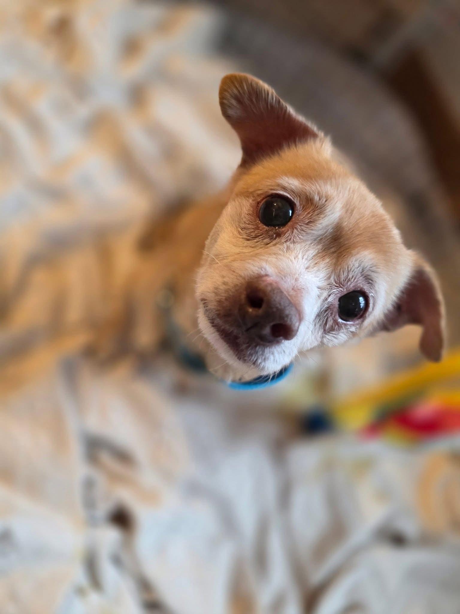 Enlarge Toby, a Adoptable Chihuahua in New London, WI image 2/3