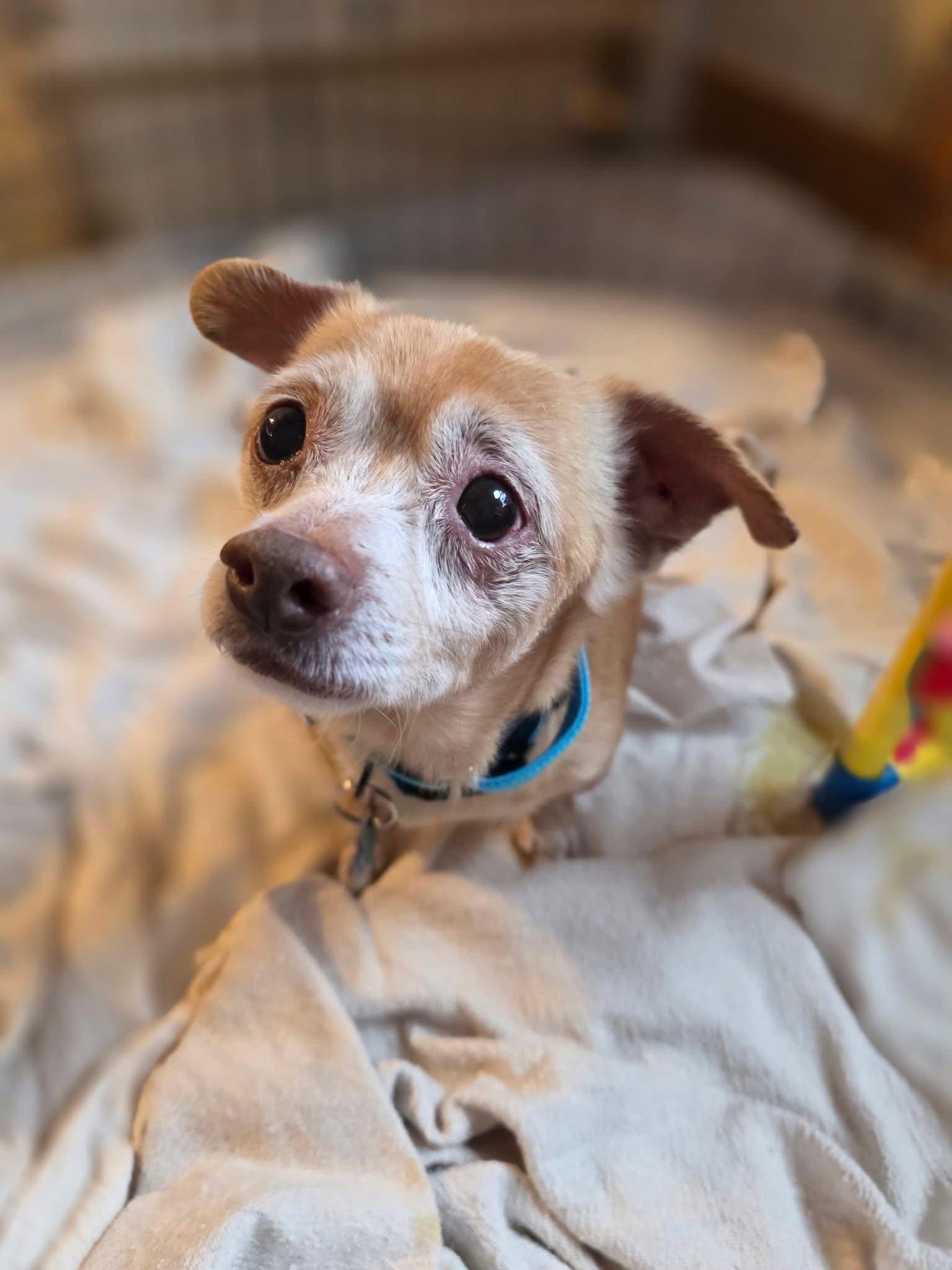 Enlarge Toby, a Adoptable Chihuahua in New London, WI image 3/3