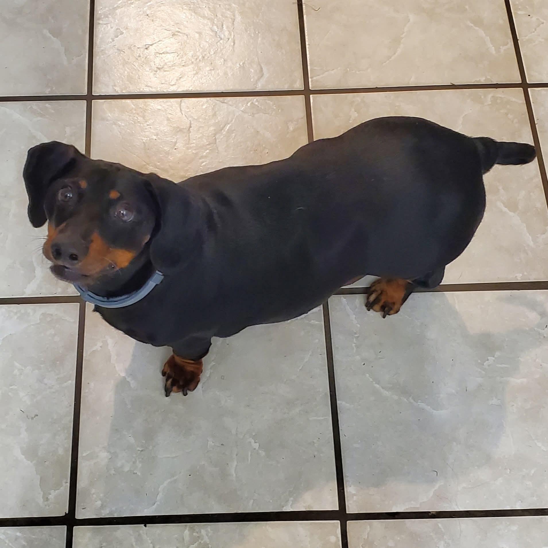 Max, ADOPTABLE, Senior Male Dachshund.