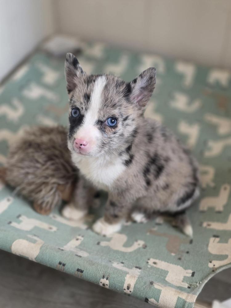 Avalon, Adoptable, Puppy Female Australian Shepherd & Pomeranian.