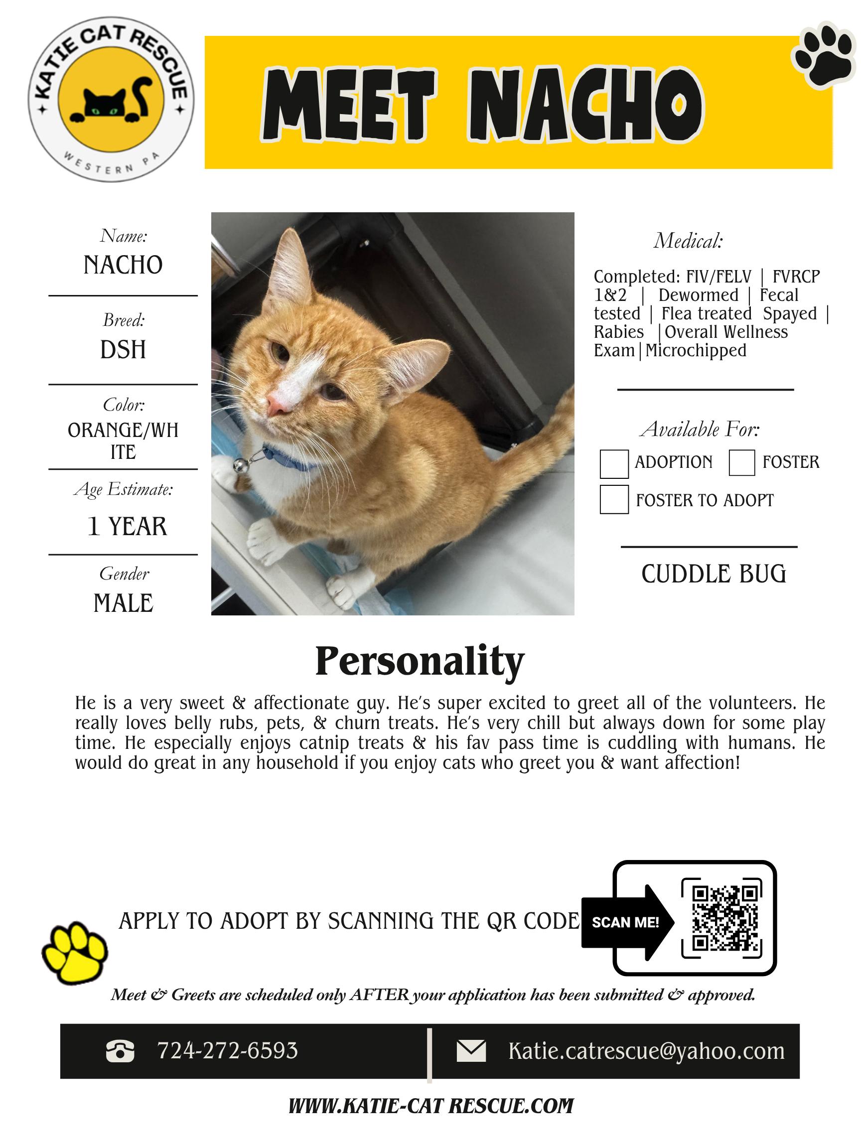 Nacho, adopted, Young Male Domestic Short Hair.