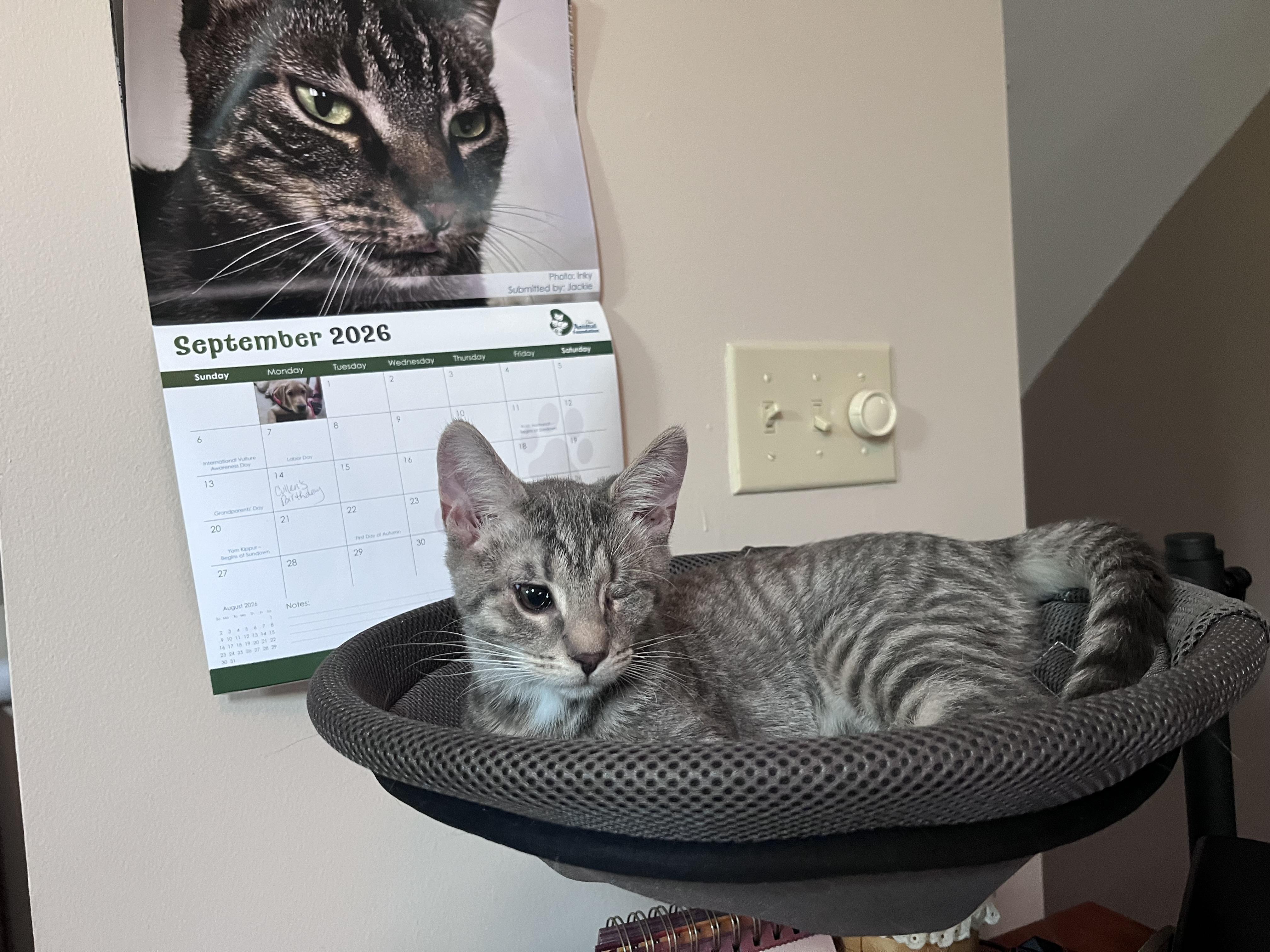 Enlarge Monk, a Adoptable Domestic Short Hair in Xenia, OH image 2/5
