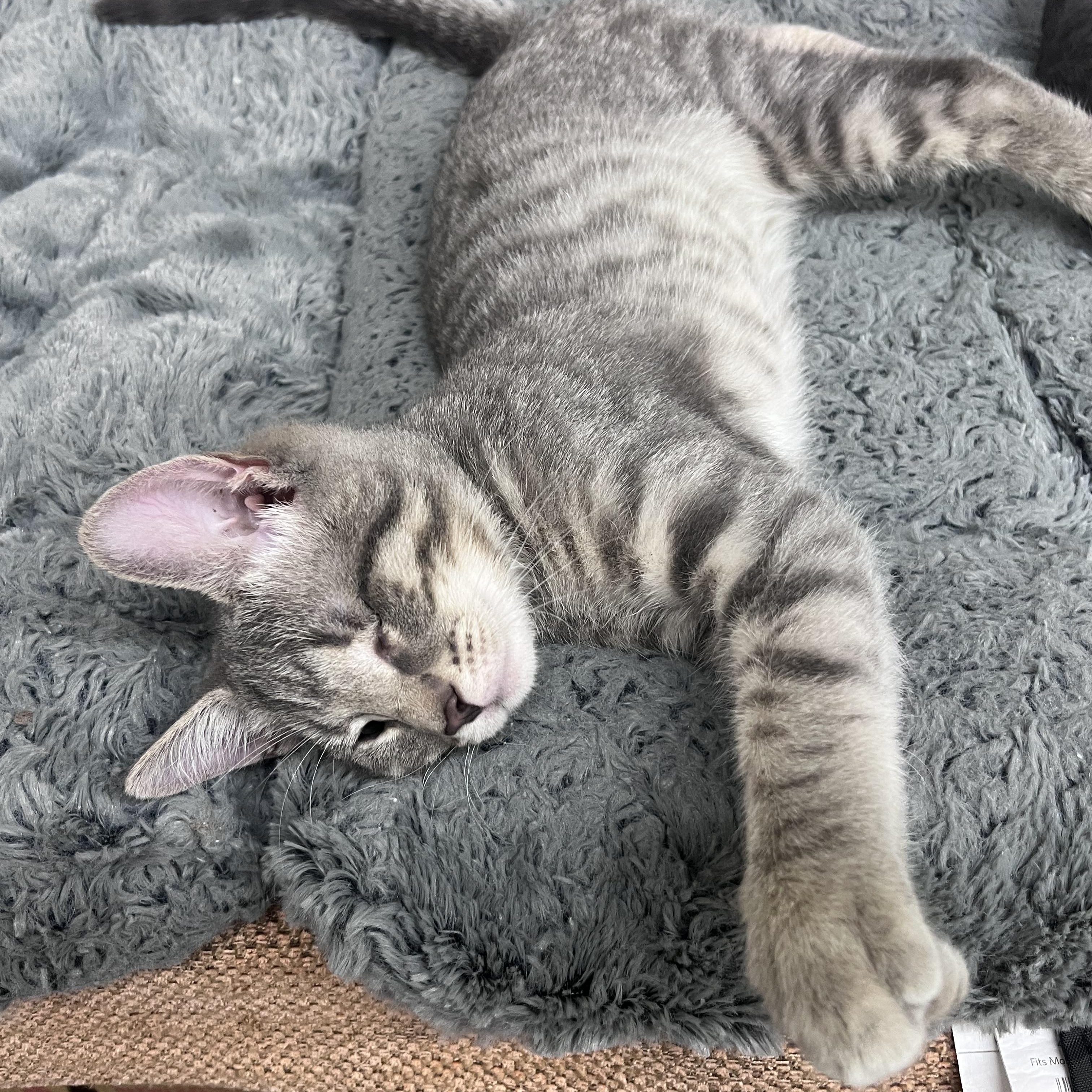 Enlarge Monk, a Adoptable Domestic Short Hair in Xenia, OH image 4/5