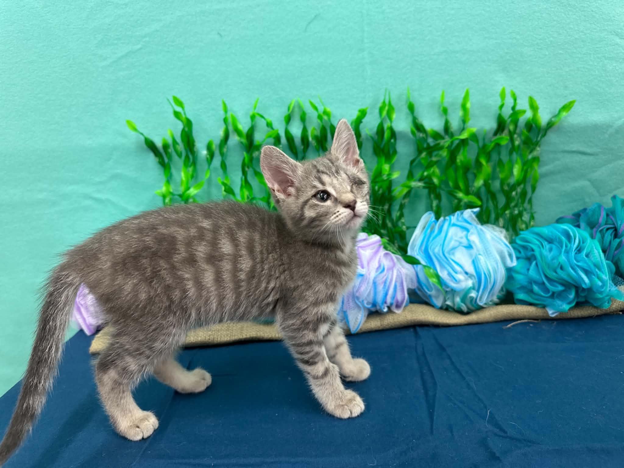 Monk, a Adoptable Domestic Short Hair in Xenia, OH image 2/4