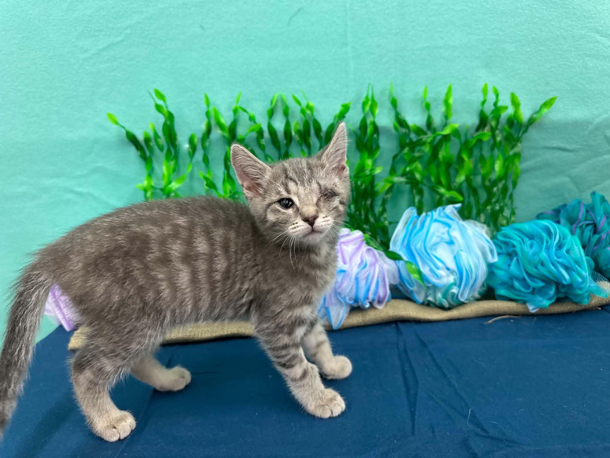 Monk, a Adoptable Domestic Short Hair in Xenia, OH image 4/4