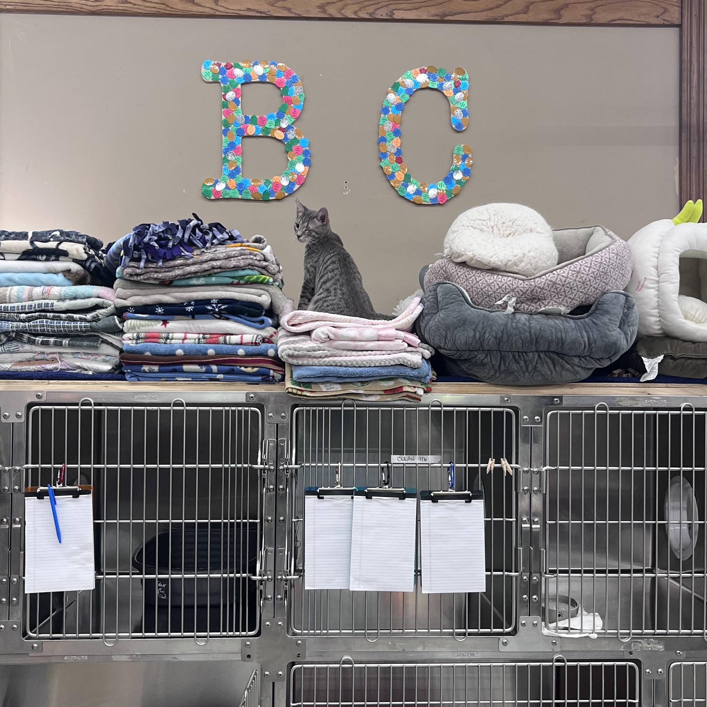 Enlarge Monk, a Adoptable Domestic Short Hair in Xenia, OH image 5/5