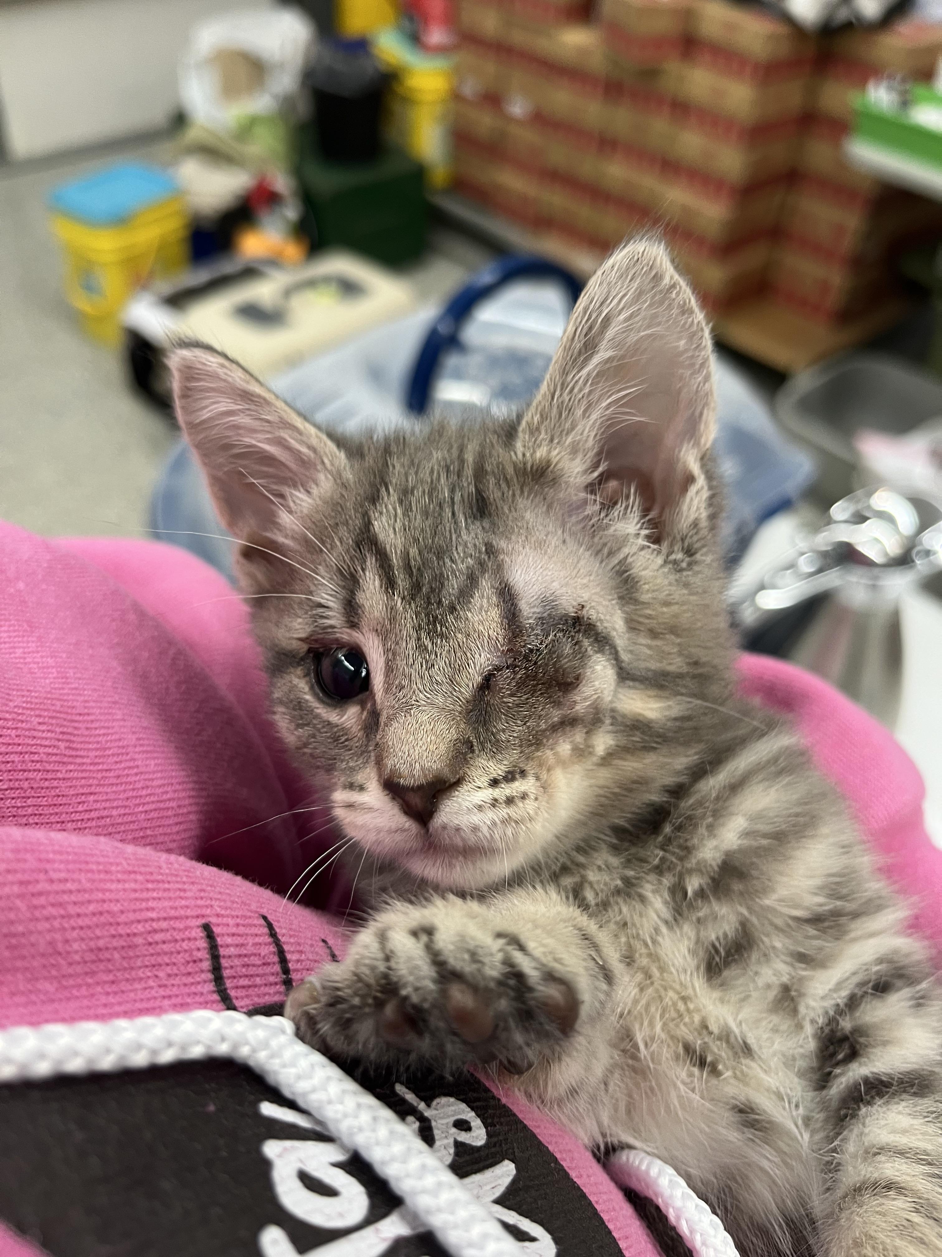 Monk, a Adoptable Domestic Short Hair in Xenia, OH image 3/4