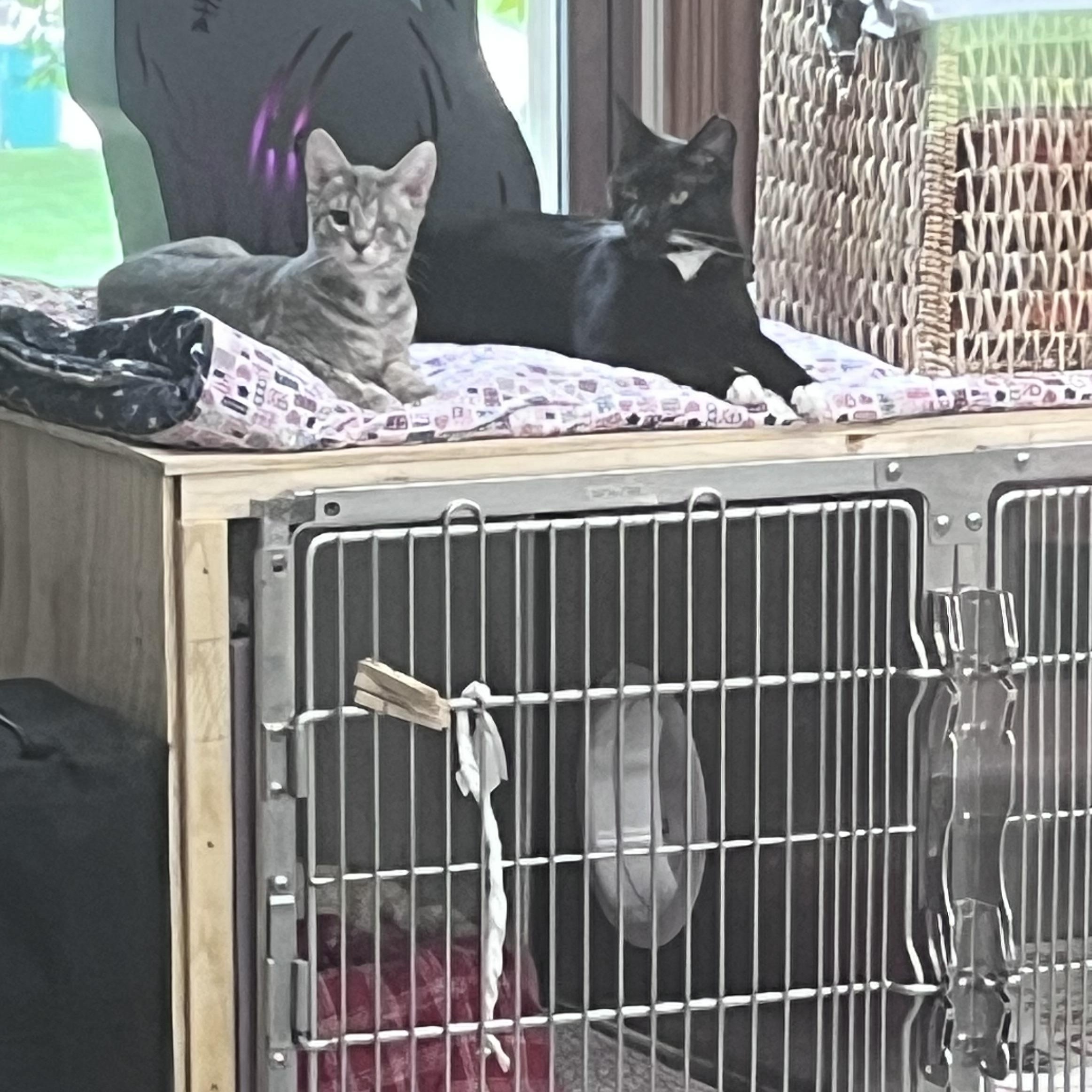 Enlarge Monk, a Adoptable Domestic Short Hair in Xenia, OH image 3/5