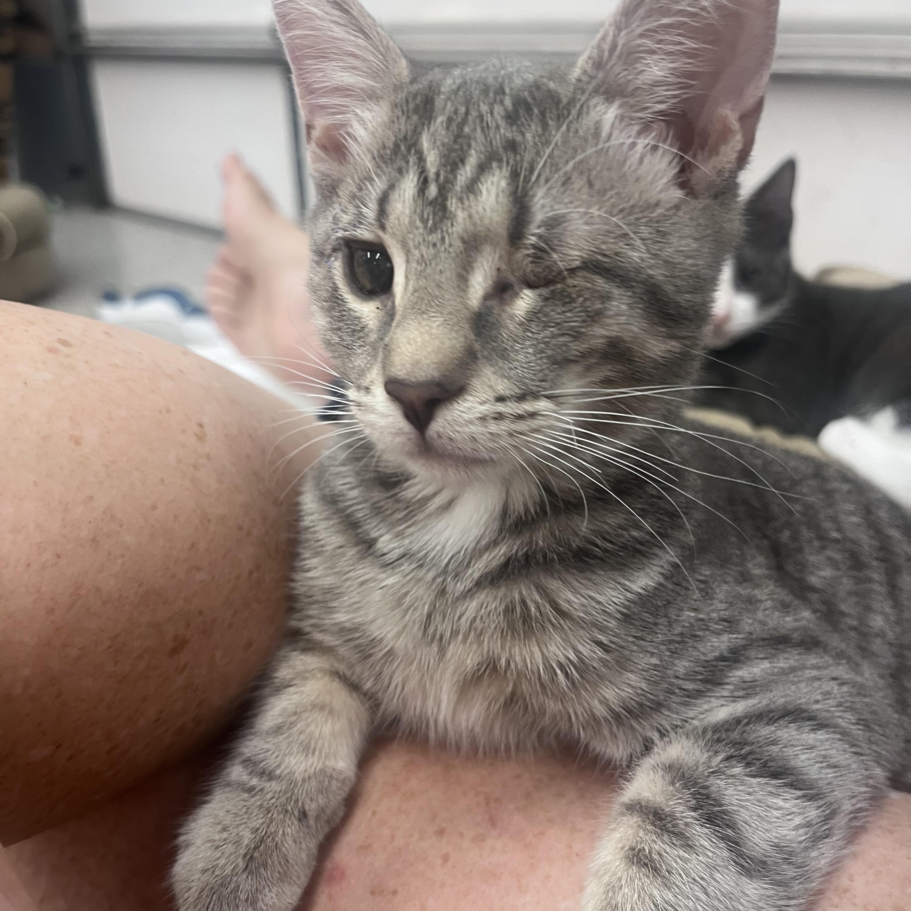 Monk, Adoptable, Kitten Male Domestic Short Hair.