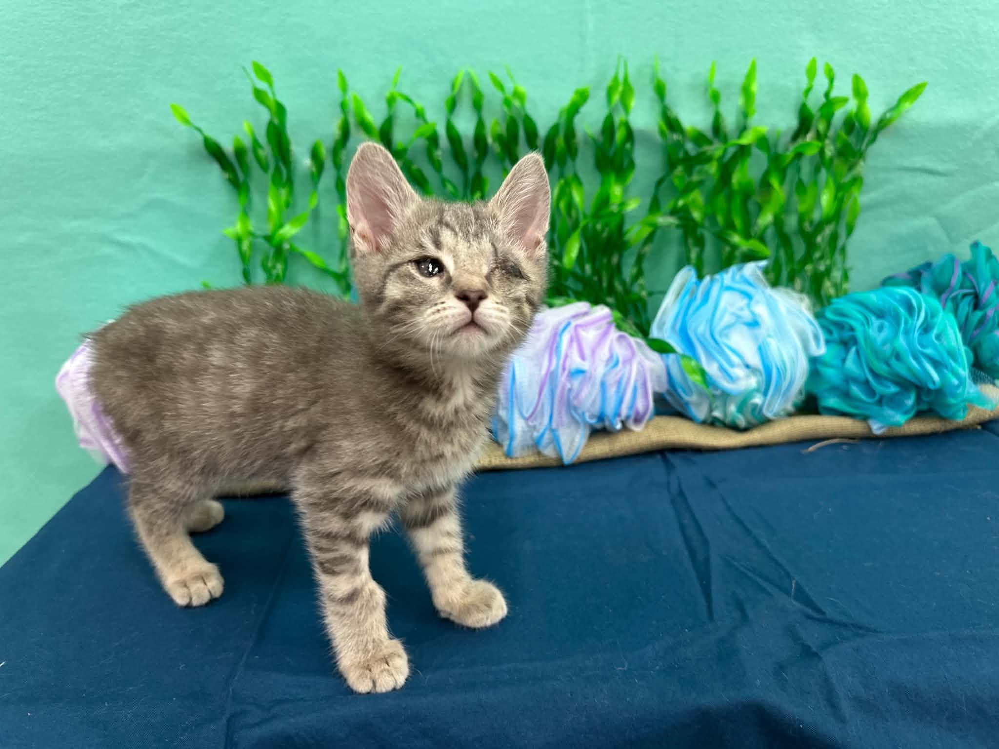Monk, a Adoptable Domestic Short Hair in Xenia, OH image 1/4