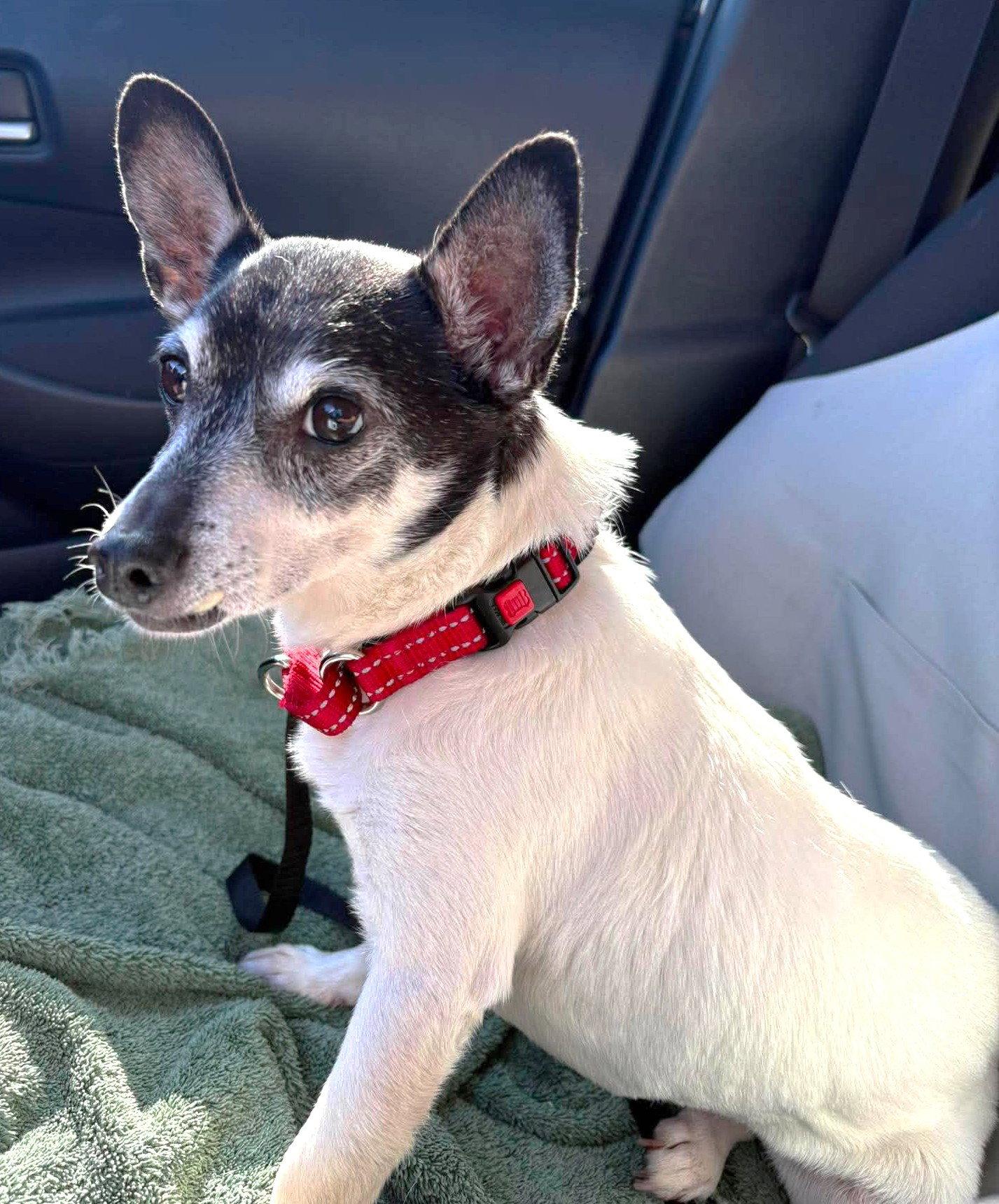 Avah TX, Adoptable, Senior Female Chihuahua.