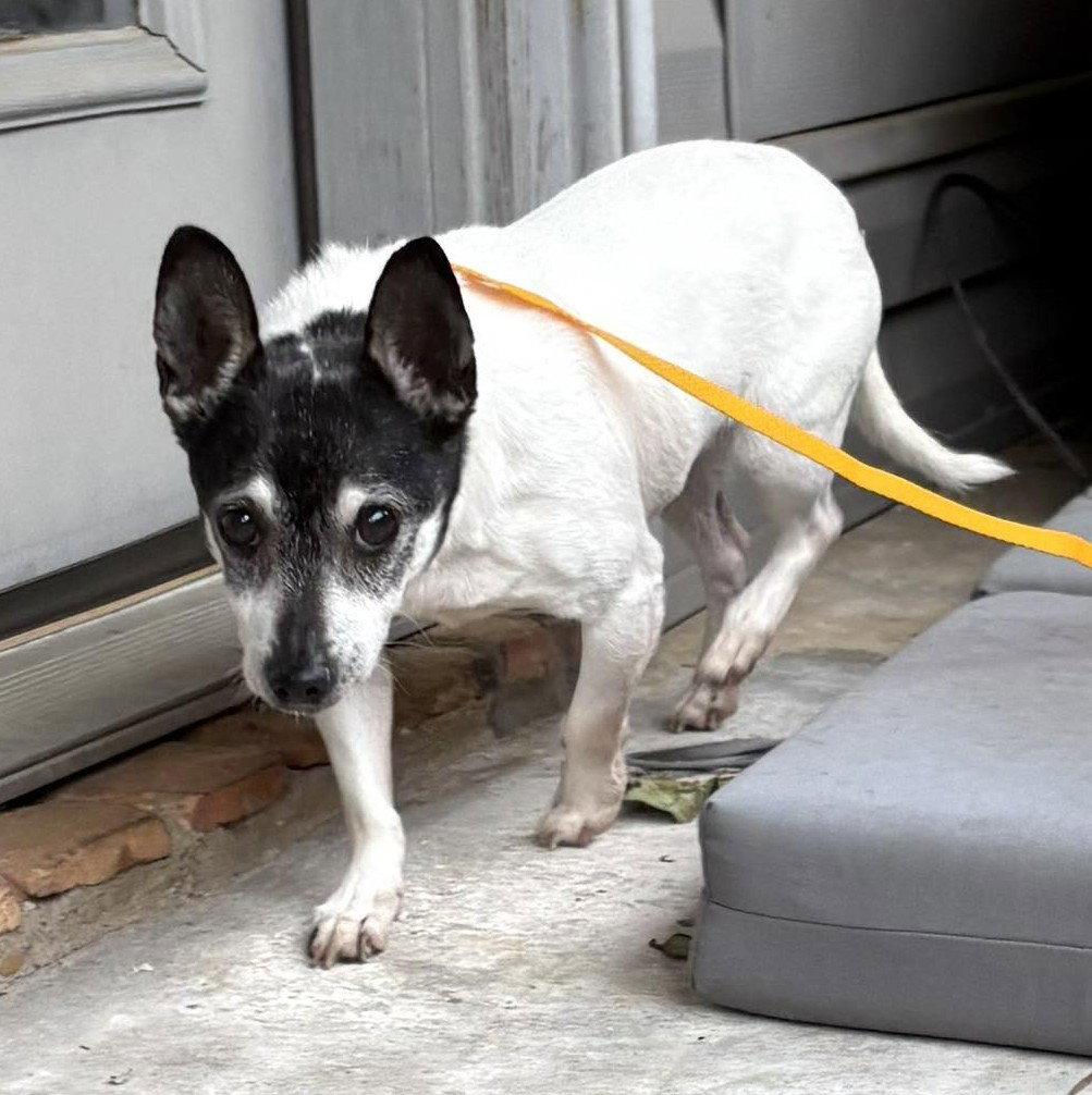 Avah TX, Adoptable, Senior Female Chihuahua.