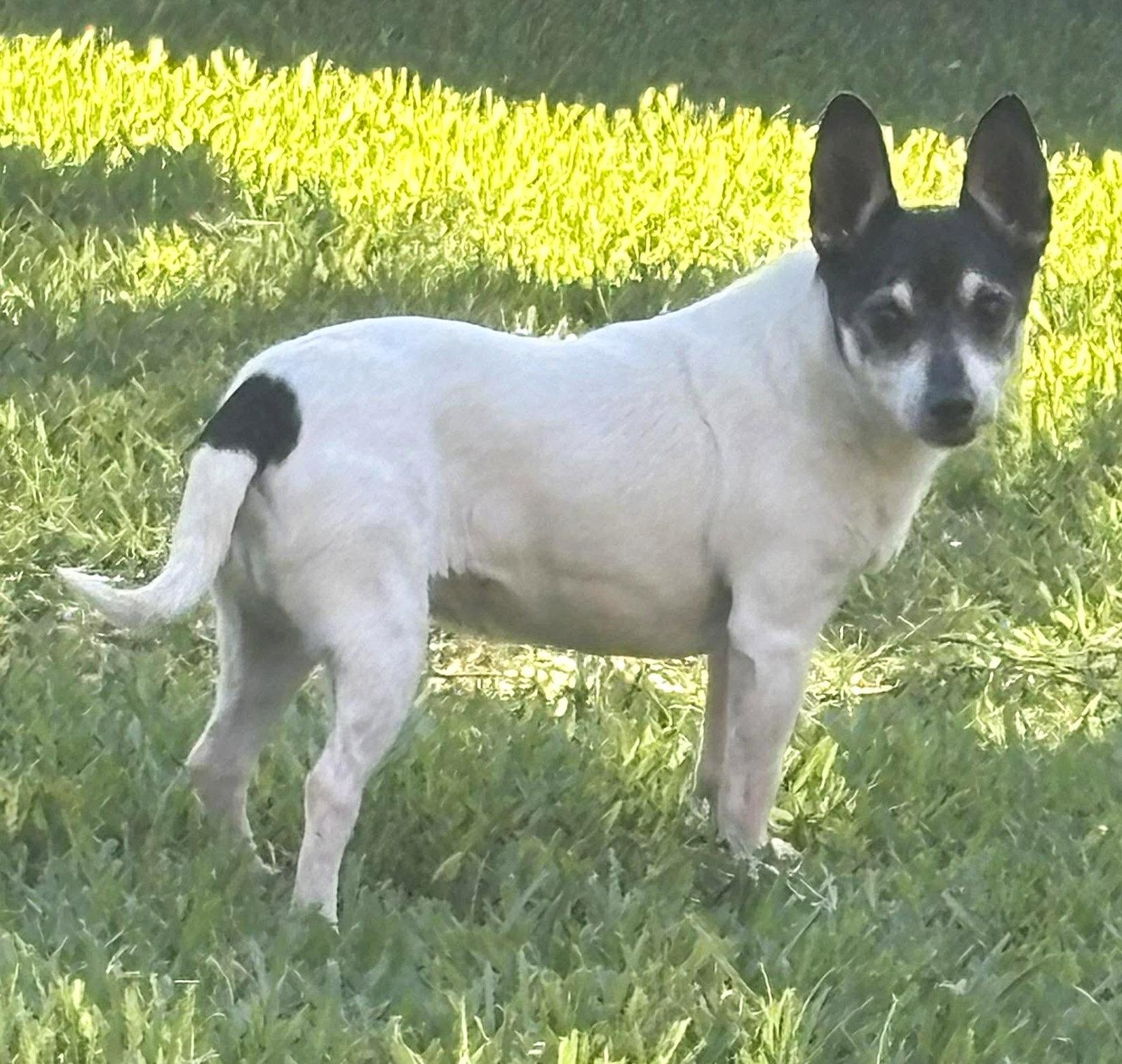 Avah TX, Adoptable, Senior Female Chihuahua.