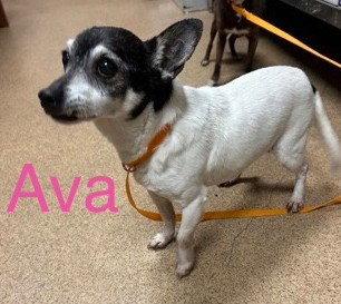 Enlarge Avah TX, a Adoptable Chihuahua in Boonton, NJ image 2/3