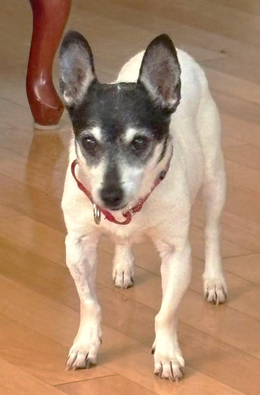 Avah TX, a Adoptable Chihuahua in Boonton, NJ image 2/3