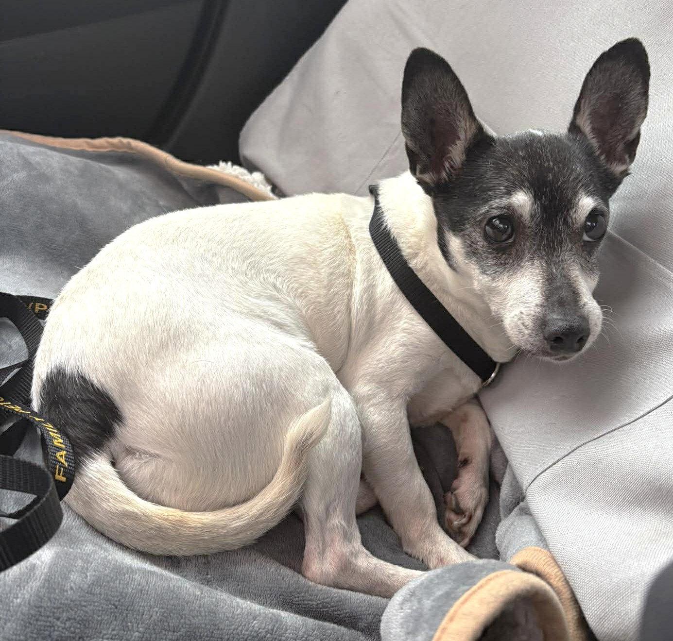 Avah TX, a Adoptable Chihuahua in Boonton, NJ image 2/3