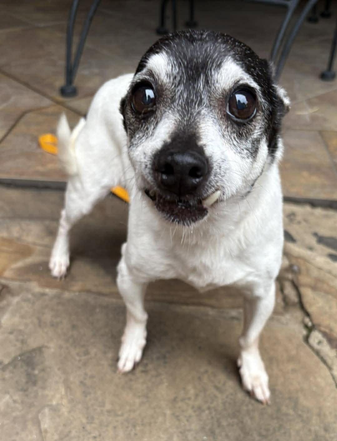 Enlarge Avah TX, a Adoptable Chihuahua in Boonton, NJ image 3/3