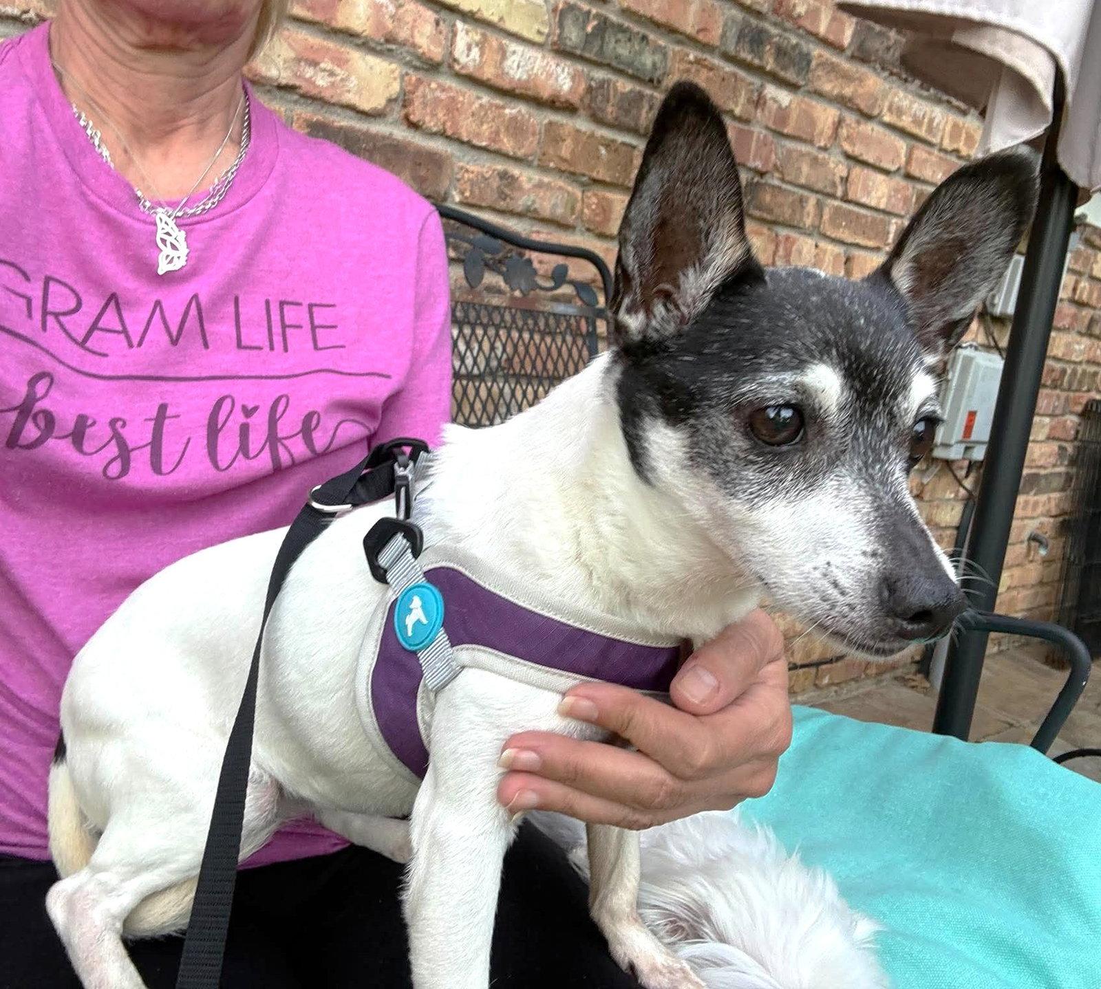 Avah TX, a Adoptable Chihuahua in Boonton, NJ image 3/3