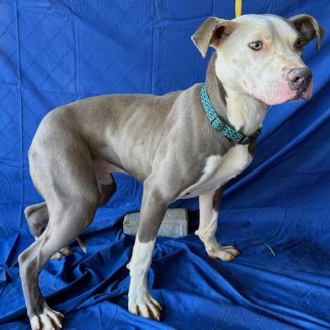 Malone *Courtesy post*, a Adoptable mixed breed in Chesapeake, VA image 1/2