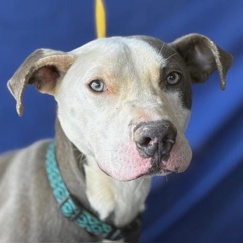 Malone *Courtesy post*, a Adoptable mixed breed in Chesapeake, VA image 2/2