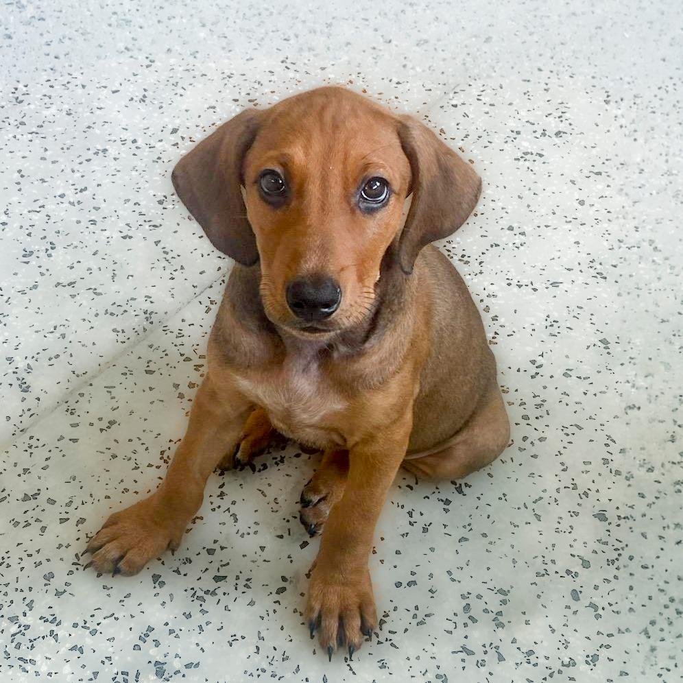 Enlarge Aspen, a Adoptable mixed breed in Chapel Hill, NC image 1/3