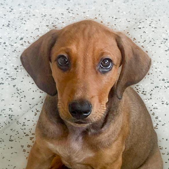 Enlarge Aspen, a Adoptable mixed breed in Chapel Hill, NC image 2/3