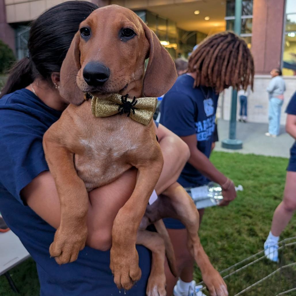 Enlarge Aspen, a Adoptable mixed breed in Chapel Hill, NC image 3/3