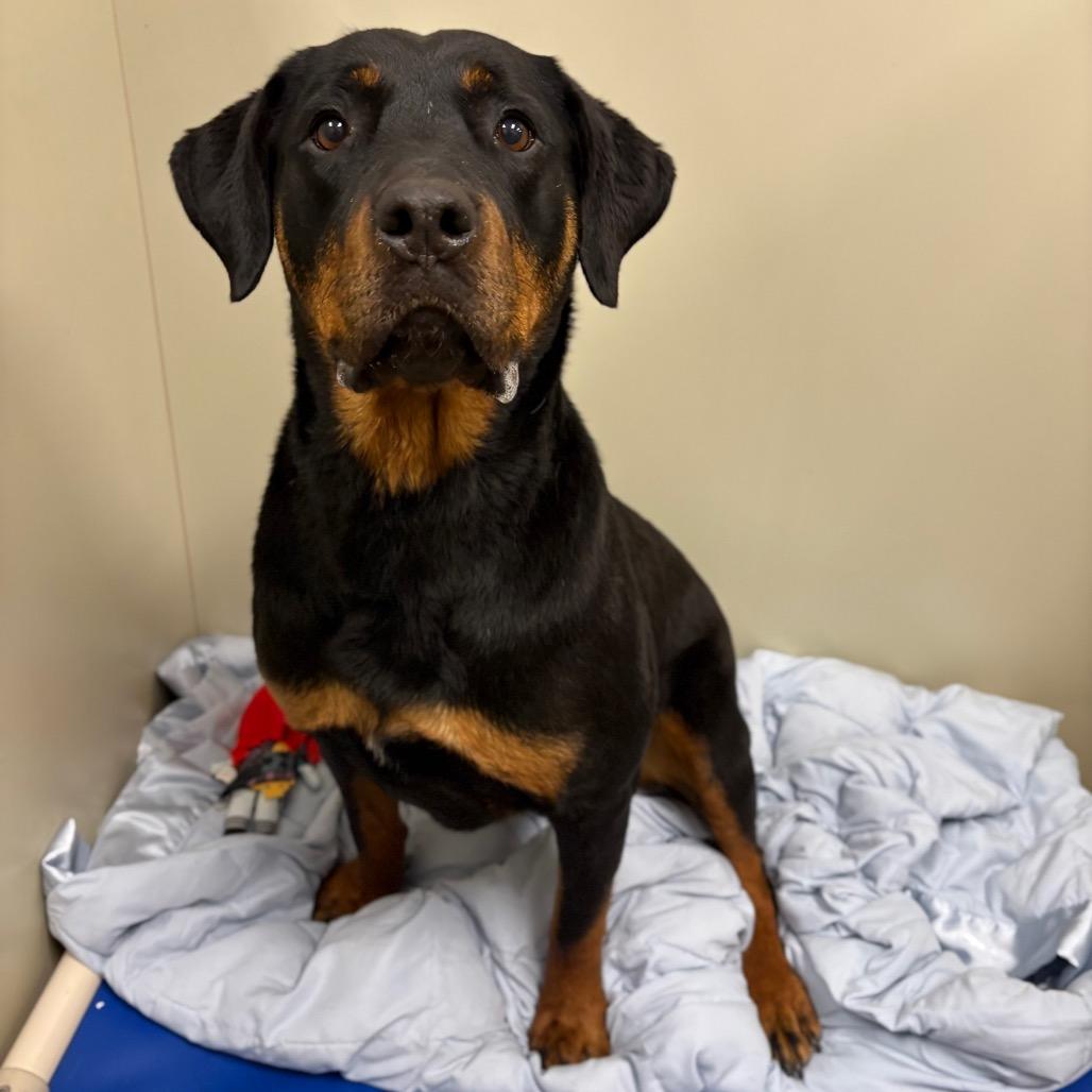 Enlarge Barley, a Adoptable Rottweiler in Spokane, WA image 2/6