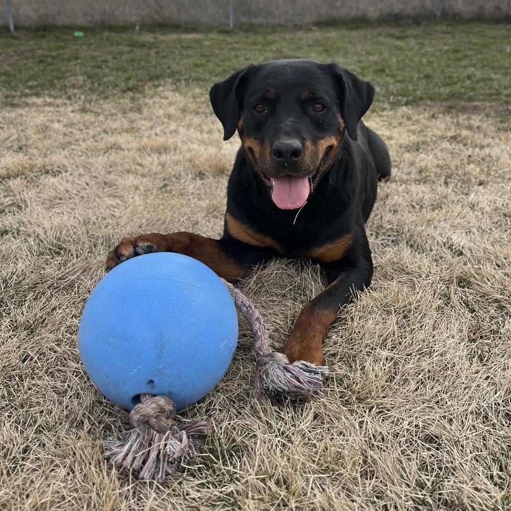 Enlarge Barley, a Adoptable Rottweiler in Spokane, WA image 3/6