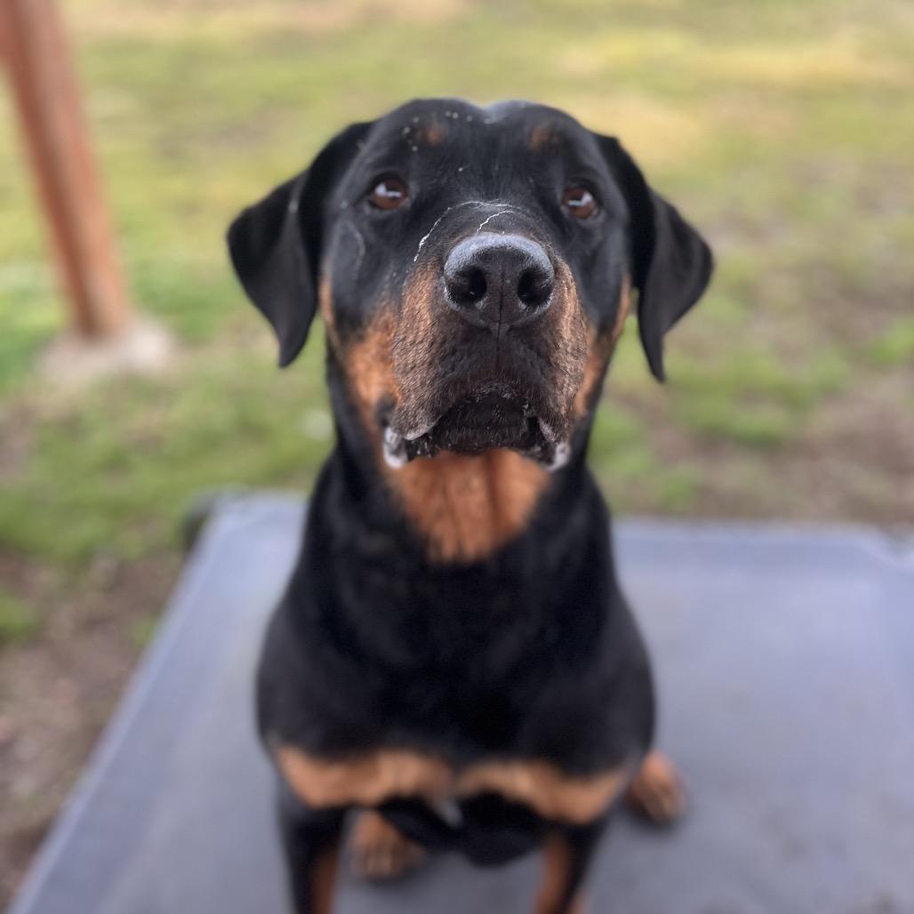 Enlarge Barley, a Adoptable Rottweiler in Spokane, WA image 4/6