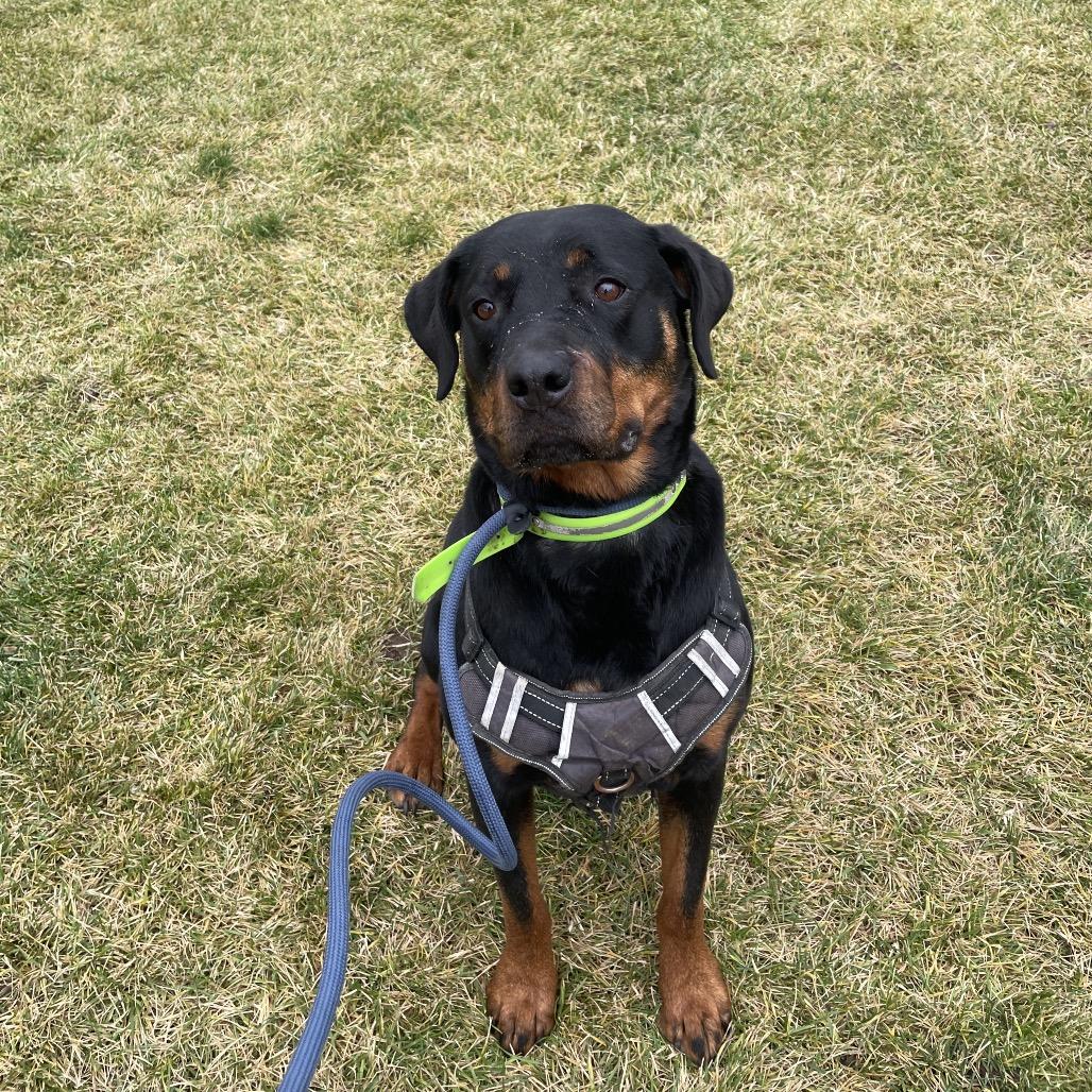 Enlarge Barley, a Adoptable Rottweiler in Spokane, WA image 5/6