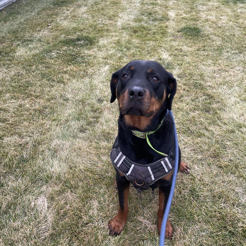 Enlarge Barley, a Adoptable Rottweiler in Spokane, WA image 6/6