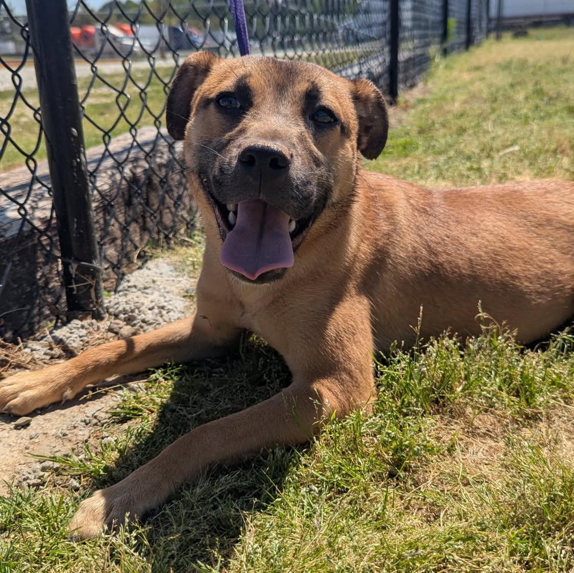 Enlarge Penne, an adopted Mixed Breed in Jackson, GA image 2/2