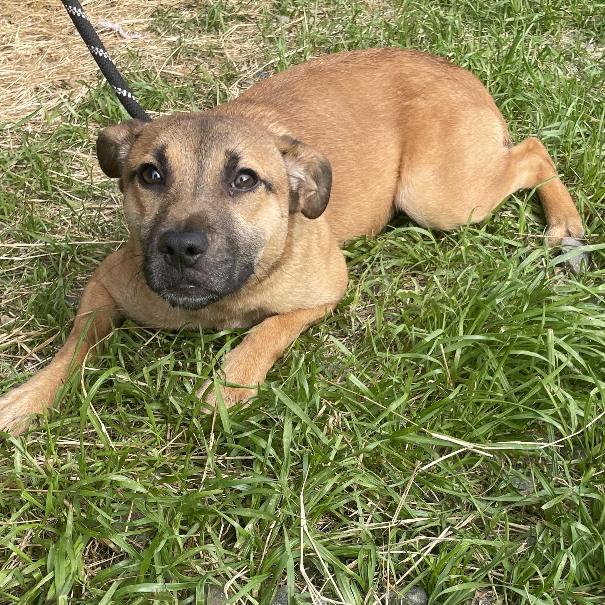 Penne, adopted, Young Female Mixed Breed.