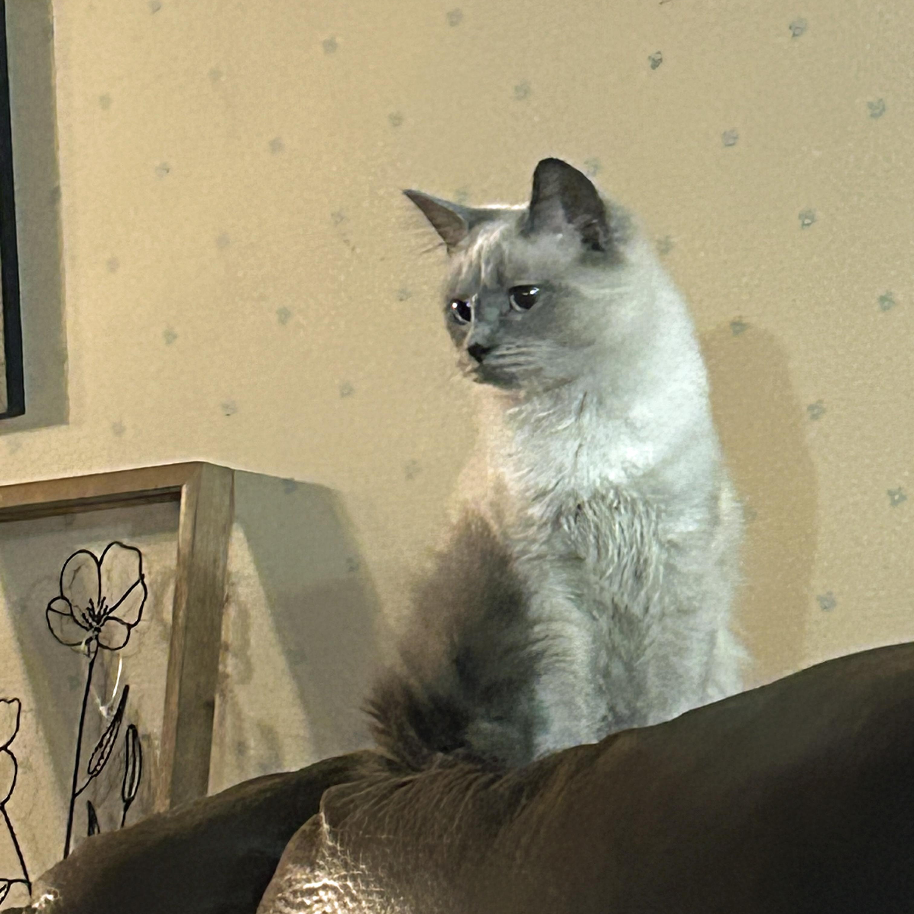 Enlarge Casper, an adopted Siamese in Marion, NC image 1/4